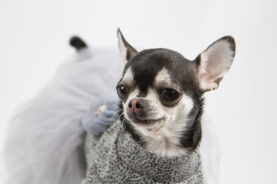 白色背景的吉娃娃