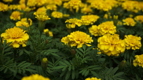 黄色的五月菊平铺小花朵