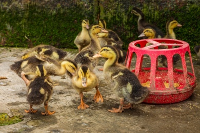 乡村散养的小鸭