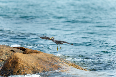 栖息在多岩礁海岛和海岸岩石上的岩鹭鸟