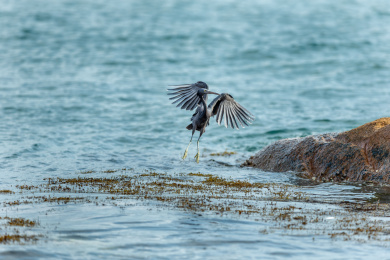 栖息在多岩礁海岛和海岸岩石上的岩鹭鸟