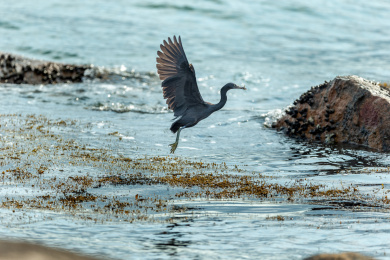 栖息在多岩礁海岛和海岸岩石上的岩鹭鸟