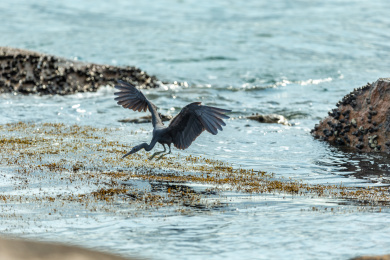 栖息在多岩礁海岛和海岸岩石上的岩鹭鸟