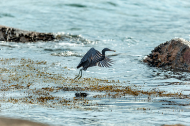 栖息在多岩礁海岛和海岸岩石上的岩鹭鸟