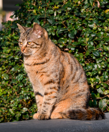 公园里坐着的狸花猫
