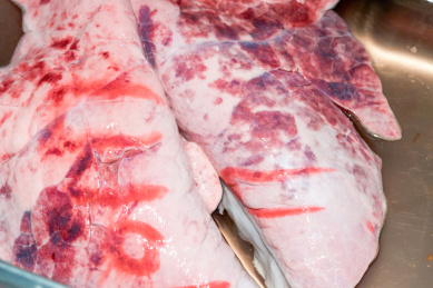 一副新鲜的猪肺特写