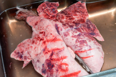 一副新鲜的猪肺特写