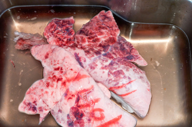 一副新鲜的猪肺特写