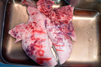 一副新鲜的猪肺特写