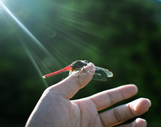 蜻蜓、阳光