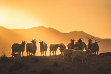 中国西北戈壁山区夕阳下的羊群