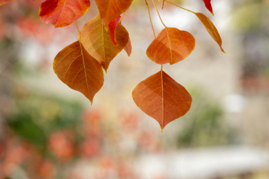 深秋乌桕树红叶特写