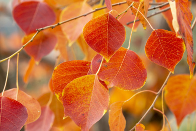 深秋乌桕树红叶特写