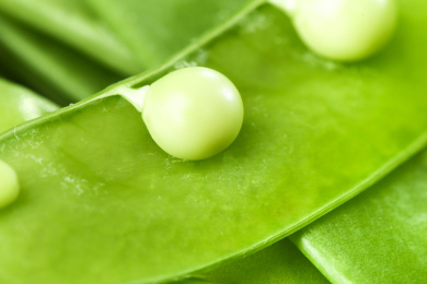 一堆青豆荚和一个剥开半边的豌豆特写