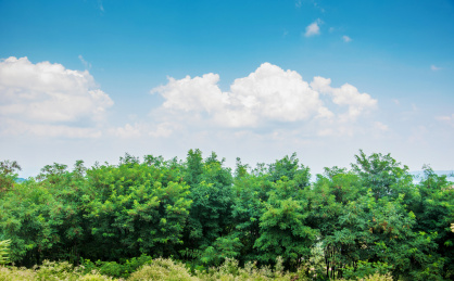晴朗环境生长茂盛的树木