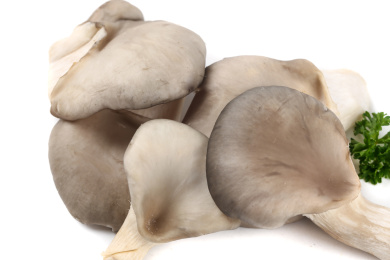 白底上放着一堆新鲜有机平菇