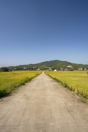 金秋水泥路两旁金黄的稻田，中国福建