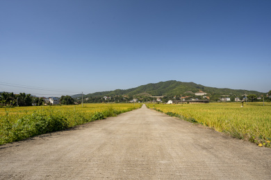 金秋水泥路两旁金黄的稻田，中国福建
