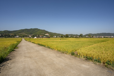 金秋水泥路两旁金黄的稻田，中国福建