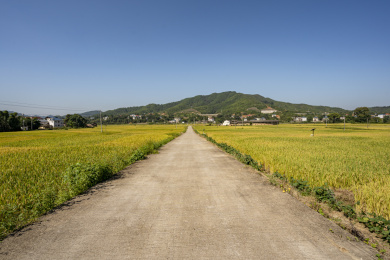 金秋水泥路两旁金黄的稻田，中国福建