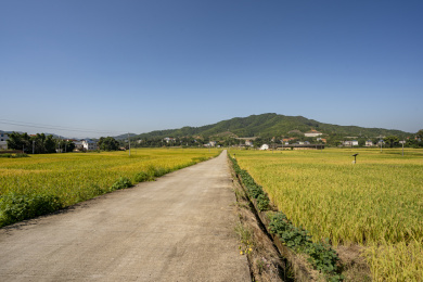 中国福建金秋水泥路两旁金黄的稻田