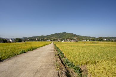 金秋水泥路两旁金黄的稻田，中国福建