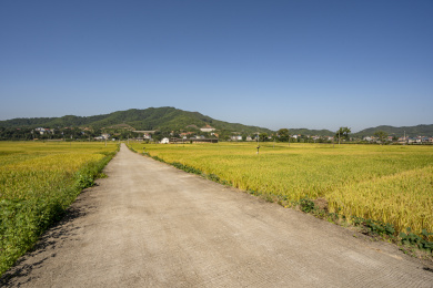 金秋水泥路两旁金黄的稻田，中国福建
