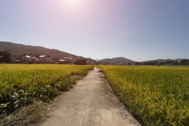金秋水泥路两旁金黄的稻田，中国福建