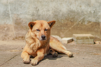 一只趴着的大黄狗