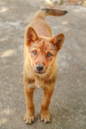 一只盯着我看的小黄狗