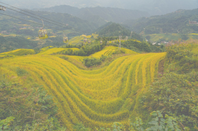 中国桂林龙胜龙脊梯田秋色