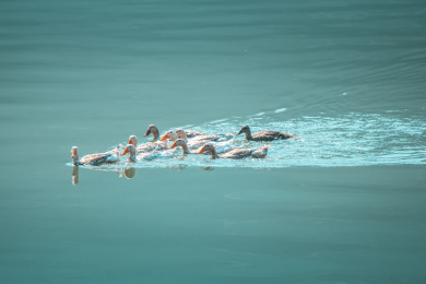 水面上游的一群鸭