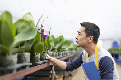 蝴蝶兰园中一名东方男性技术人员在观察记载