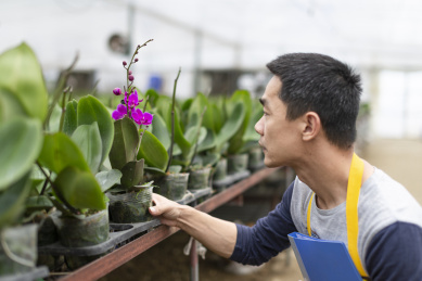 一名东方男性技术人员在观察苗床上的蝴蝶兰