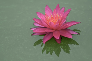 荷花，莲花