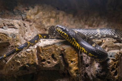 盘身在岩石上的蛇