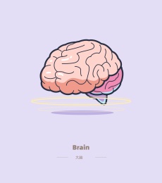 人类器官大脑