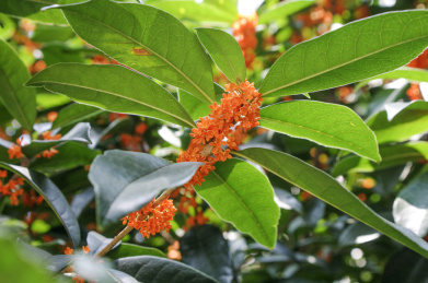 初秋满园飘香的美丽的桂花