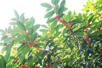 初秋满园飘香的美丽的桂花