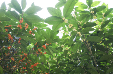 初秋满园飘香的美丽的桂花