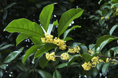 初秋满园飘香的美丽的桂花
