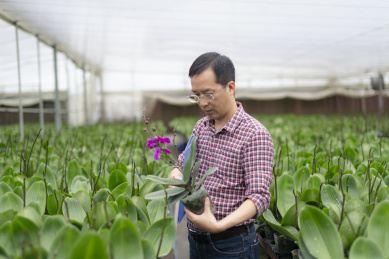 花圃中一名中年男性技术员在观察蝴蝶兰