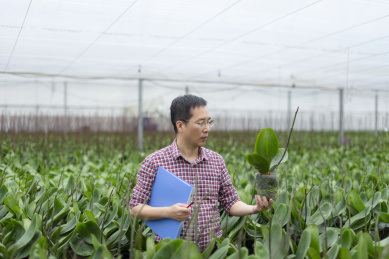 花圃中一名中年男性技术员在观察蝴蝶兰