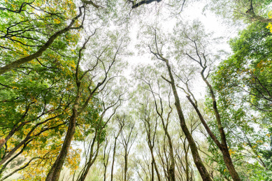 中国浙江杭州西湖柳浪闻莺