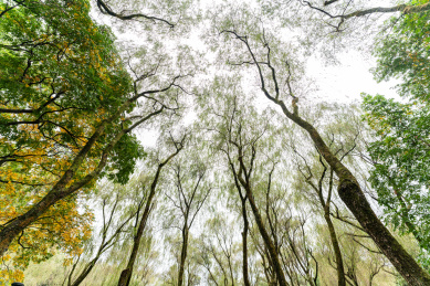中国浙江杭州西湖柳浪闻莺