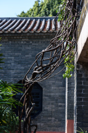 东莞可园景观，古建筑庭院植物藤蔓攀缘茎