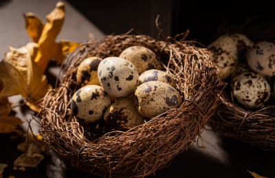 中国东北特色熟食带皮五香鹌鹑蛋