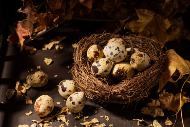 中国东北特色熟食带皮五香鹌鹑蛋