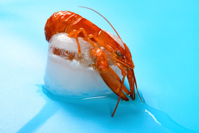 解冻中的虾子