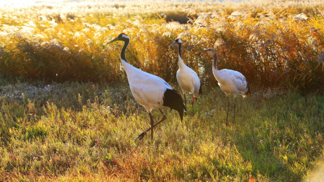 秋天芦苇中丹顶鹤一家三口
